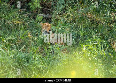 Leopardo nascosto dietro cespugli a Masai Mara Foto Stock