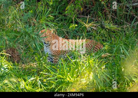 Leopardo nascosto dietro cespugli a Masai Mara Foto Stock