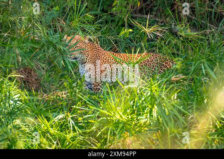 Leopardo nascosto dietro cespugli a Masai Mara Foto Stock