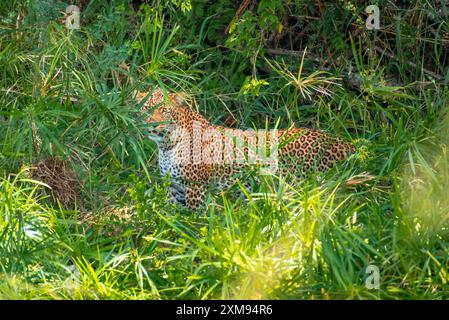 Leopardo nascosto dietro cespugli a Masai Mara Foto Stock