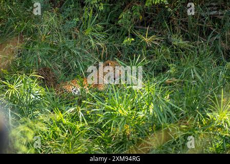 Leopardo nascosto dietro cespugli a Masai Mara Foto Stock