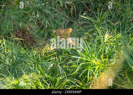 Leopardo nascosto dietro cespugli a Masai Mara Foto Stock