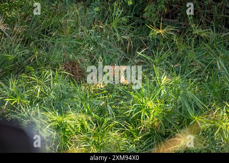 Leopardo nascosto dietro cespugli a Masai Mara Foto Stock