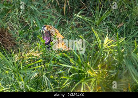 Leopardo nascosto dietro cespugli a Masai Mara Foto Stock