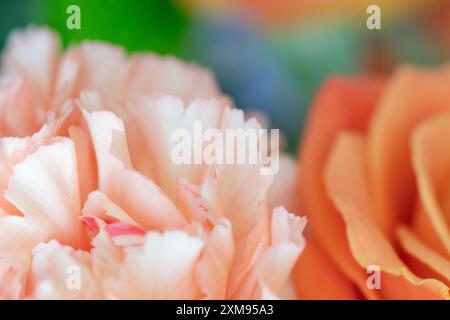 Un primo piano astratto da sogno di due fiori, un garofano rosa e una rosa color pesca. Foto Stock