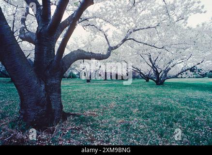 Ciliegi in piena fioritura primaverile; arboreto di Tyler; Lima; Pennsylvania; Stati Uniti Foto Stock