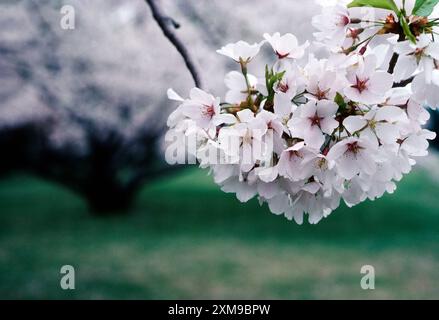 Primo piano della fioritura dei ciliegi in piena primavera; arboreto di Tyler; Lima; Pennsylvania; Stati Uniti Foto Stock