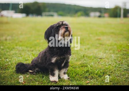 Cane Havanese Foto Stock