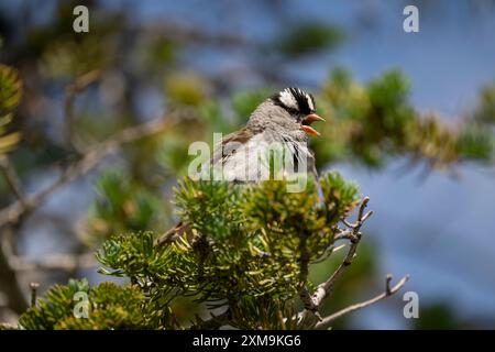 Passero dalla corona bianca arroccato su un ramo delle Uinta Mountains nello Utah Foto Stock