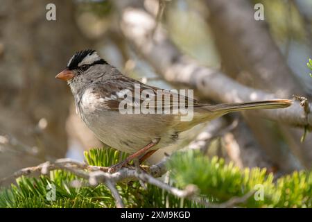 Passero dalla corona bianca arroccato su un ramo delle Uinta Mountains nello Utah Foto Stock