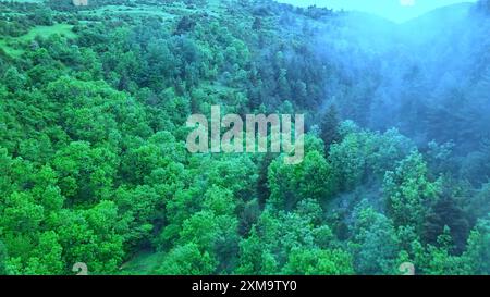 Paesaggio nebbioso con foresta di abeti in stile hipster vintage retrò . Giungle tropicali del sud-est asiatico in agosto Foto Stock