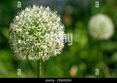 Porri ornamentali (Allium sp.), infiorescenza, Renania settentrionale-Vestfalia, Germania Foto Stock