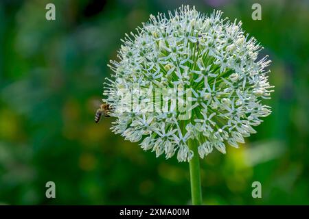 Porri ornamentali (Allium sp.), infiorescenza, Renania settentrionale-Vestfalia, Germania Foto Stock