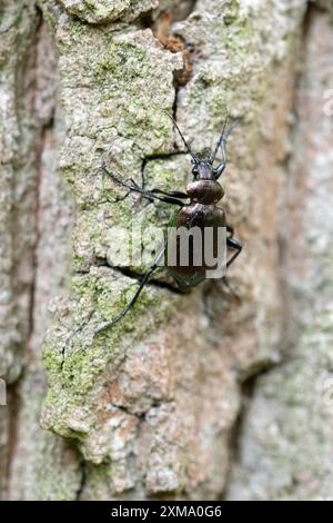 Cacciatore di Caterpillar (Calosoma Inquisitor), coleottero seduto su un tronco d'albero, Diesfordter Wald, Renania settentrionale-Vestfalia, Germania Foto Stock