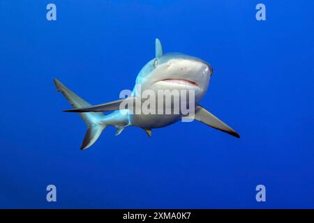 Lo squalo grigio della barriera corallina (Carcharhinus amblyrhynchos) nuota con pinne sparse e bocca leggermente aperta verso lo spettatore, può essere rilasciato, Oceano Pacifico Foto Stock