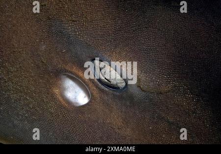 Primo piano estremo dell'occhio, tra cui il buco d'acqua dello squalo di bambù (Chiloscyllium punctatum), Pacifico, Indo-Pacifico, Mare delle Andamane, Phi Phi Foto Stock