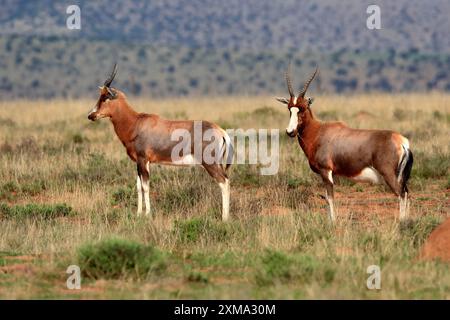 Bontebok (Damaliscus pygargus), adulto, subadulto, due, foraggio, Mountain Zebra National Park, Sudafrica Foto Stock