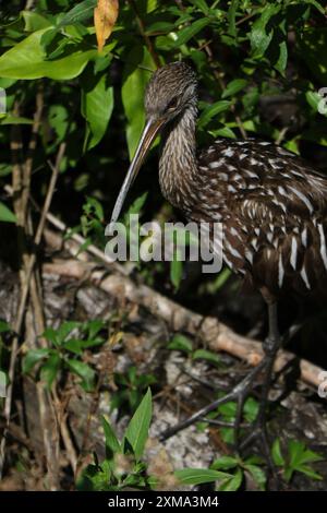 Limpkin in Florida Foto Stock