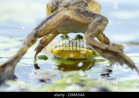Rane Bull Lithobates catesbeianus. Rana toro maschile che salta su un altro maschio per una lotta territoriale durante la stagione riproduttiva. La Mauricie National Foto Stock