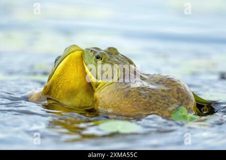 Rane Bull Lithobates catesbeianus. Rane maschi che combattono durante la stagione riproduttiva. Parco nazionale la Mauricie. Provincia del Quebec. Canada Foto Stock