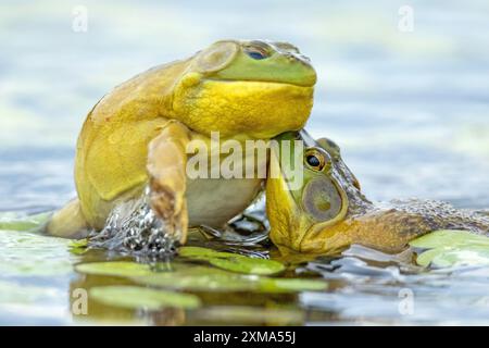 Rane Bull Lithobates catesbeianus. Rana toro maschile che salta su un altro maschio per una lotta territoriale durante la stagione riproduttiva. La Mauricie National Foto Stock