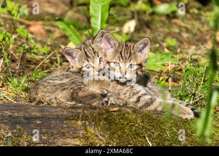 Due gattini tabby seduti su un terreno muschiato nella foresta, circondati da piante erbose, wildcat (Felis silvestris), gattini, Germania Foto Stock