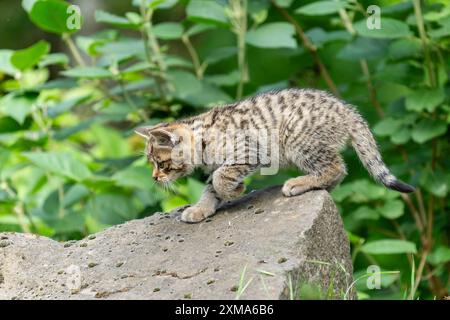 Un piccolo gattino che esplora intensamente la superficie di una grande pietra, wildcat (Felis silvestris), Gattini, Germania Foto Stock