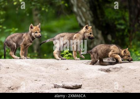 Tre cuccioli di lupo esplorano una roccia nella foresta verde in estate, uno annusando curiosamente il terreno, i cuccioli di lupo grigio europeo (Canis lupus), in Germania Foto Stock