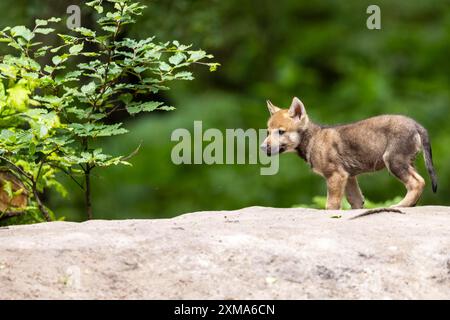 Un cucciolo di lupo si trova accanto a un piccolo cespuglio in una foresta verde, il lupo grigio europeo (Canis lupus), Germania Foto Stock