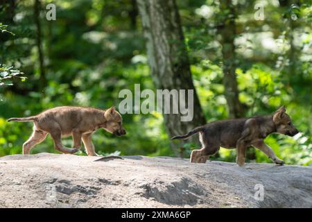 Due cuccioli di lupo che corrono fianco a fianco su una roccia nella foresta, il lupo grigio europeo (Canis lupus), Germania Foto Stock