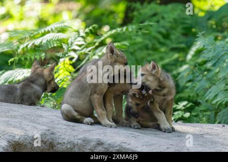 Tre cuccioli di lupi che suonano insieme su una roccia in una foresta verde, lupo grigio europeo (Canis lupus), Germania Foto Stock