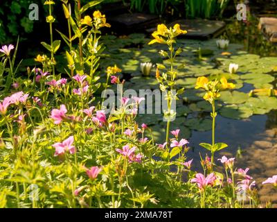 Laghetto colorato con fiori gialli e rosa circondato da ninfee e foglie verdi, Borken, muensterland, germania Foto Stock