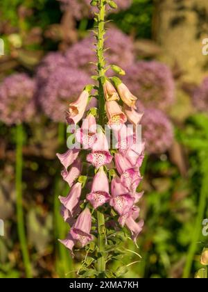 I fiori di foxglove rosa pallido sorgono nel mezzo di un giardino estivo fiorito, borken, vestfalia, germania Foto Stock