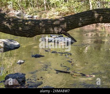 Tronco di alberi incornicia il tranquillo torrente che scorre attraverso le rocce e una riva alberata Foto Stock