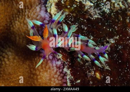 Filo tropicale nudibranale nudibranca flabellina molto desiderata (Flabellina exoptata), Pacifico, Isola Yap, Stato di Yap, Isole Caroline, federato Foto Stock