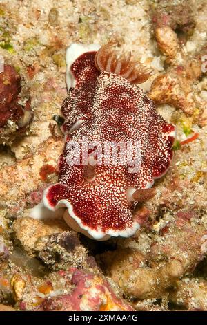 Magnifica lumaca stellare (Chromodoris reticulata), nudibranca, nudibranca, ermafrodita, Pacifico, Indo-Pacifico, Mare delle Andamane, Thailandia Foto Stock