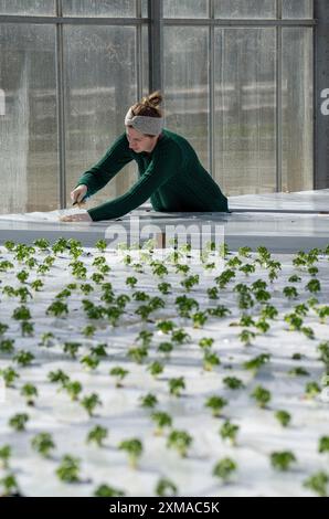 Agricoltura, vivaio di erbe, piantine di basilico, coltivazione in serra Foto Stock