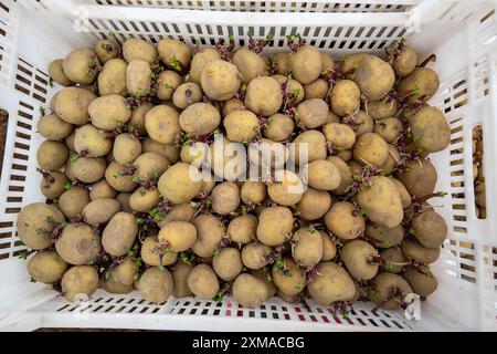 Le prime patate vengono collocate nel terreno del campo con una macchina per la semina, Agricoltura, Primavera Foto Stock