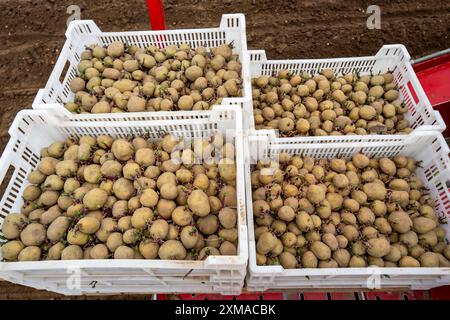 Le prime patate vengono collocate nel terreno del campo con una macchina per la semina, Agricoltura, Primavera Foto Stock