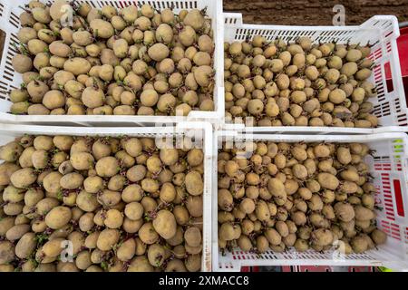 Le prime patate vengono collocate nel terreno del campo con una macchina per la semina, Agricoltura, Primavera Foto Stock