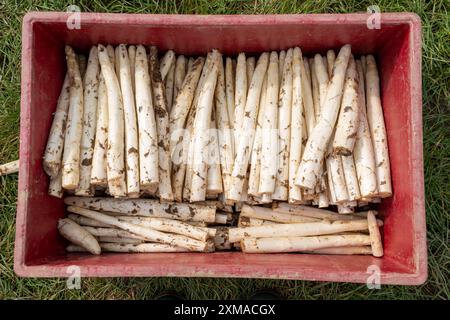 Raccolta di asparagi in Renania, raccolta di asparagi in un campo di asparagi ricoperto di fogli di plastica per consentire la crescita degli asparagi Foto Stock