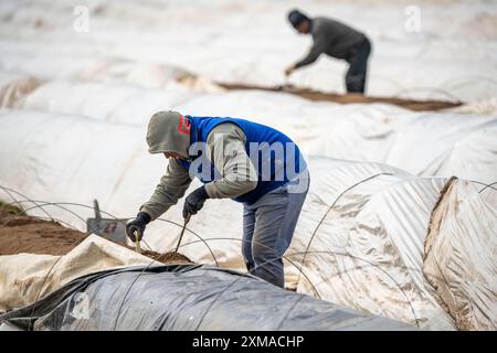 Raccolta di asparagi in Renania, raccolta di asparagi in un campo di asparagi ricoperto di fogli di plastica per consentire la crescita degli asparagi Foto Stock