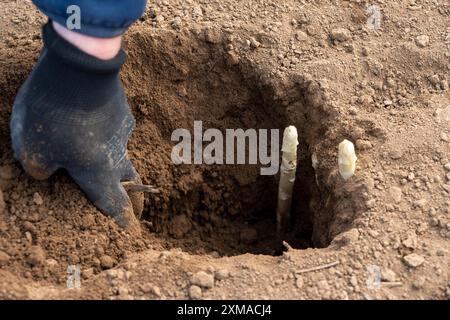 Raccolta di asparagi in Renania, raccolta di asparagi in un campo di asparagi ricoperto di fogli di plastica per consentire la crescita degli asparagi Foto Stock