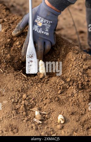 Raccolta di asparagi in Renania, raccolta di asparagi in un campo di asparagi ricoperto di fogli di plastica per consentire la crescita degli asparagi Foto Stock