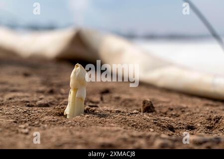 Raccolta di asparagi in Renania, raccolta di asparagi in un campo di asparagi ricoperto di fogli di plastica per consentire la crescita degli asparagi Foto Stock