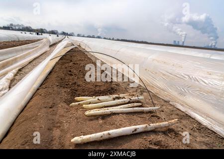 Raccolta di asparagi in Renania, raccolta di asparagi in un campo di asparagi ricoperto di fogli di plastica per consentire la crescita degli asparagi Foto Stock