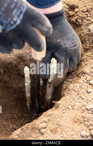 Raccolta di asparagi in Renania, raccolta di asparagi in un campo di asparagi ricoperto di fogli di plastica per consentire la crescita degli asparagi Foto Stock