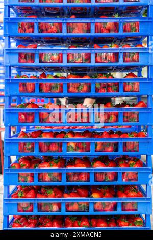 Fragole appena raccolte, confezionate in scatole e casse per il consumatore, coltivazione di fragole nella serra, coltivazione di giovani fragole Foto Stock