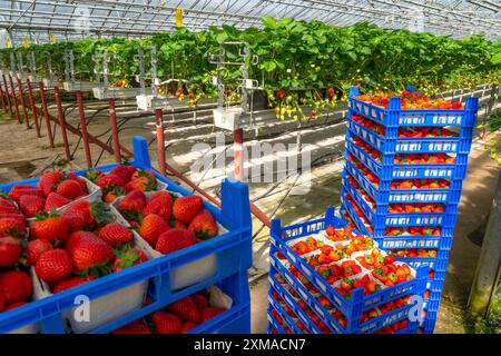 Fragole appena raccolte, confezionate in scatole e casse per il consumatore, coltivazione di fragole nella serra, coltivazione di giovani fragole Foto Stock