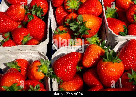 Fragole appena raccolte, confezionate in scatole e casse per il consumatore, coltivazione di fragole nella serra, coltivazione di giovani fragole Foto Stock